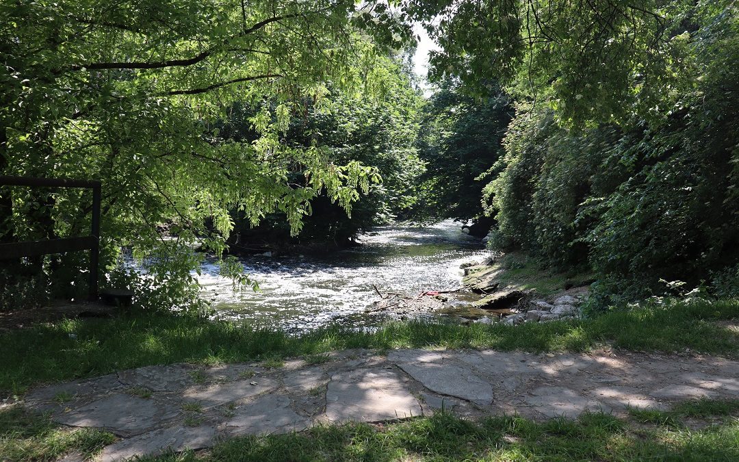 Lambro Regione pianta alberi sulla riva, in occasione della Youth4Climate – www.lombardianotizie.online