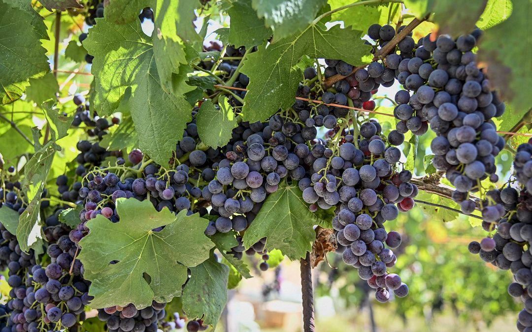 Al via vendemmia. Assessore Agricoltura: qualità ottima, serve valorizzare – www.lombardianotizie.online