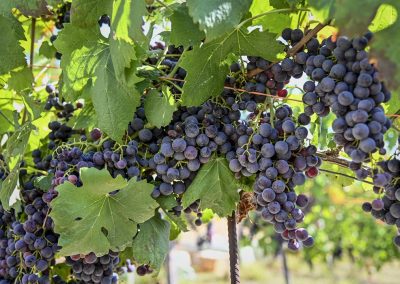 Al via vendemmia. Assessore Agricoltura: qualità ottima, serve valorizzare – www.lombardianotizie.online