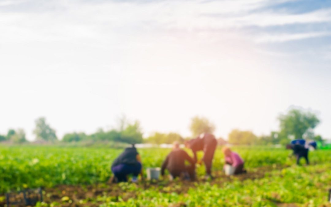 Reddito cittadinanza e agricoltura, disincentivo per manodopera campi – www.lombardianotizie.online