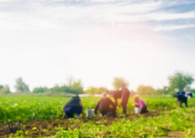 Reddito cittadinanza e agricoltura, disincentivo per manodopera campi – www.lombardianotizie.online