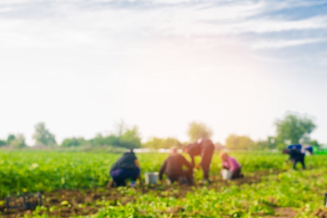 Reddito-cittadinanza-e-agricoltura.jpg