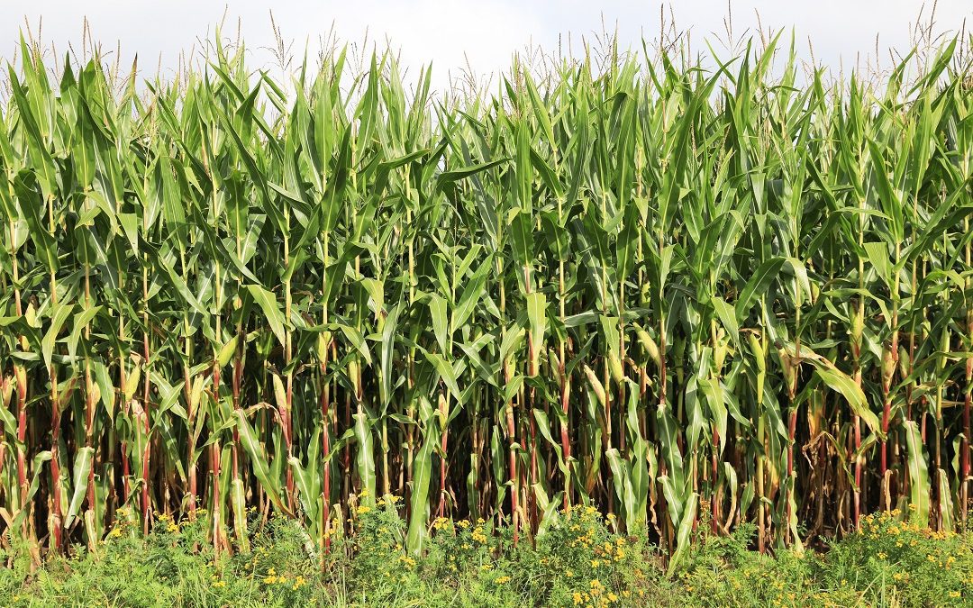 Difesa ruolo Regioni e tutela Made in Italy – www.lombardianotizie.online