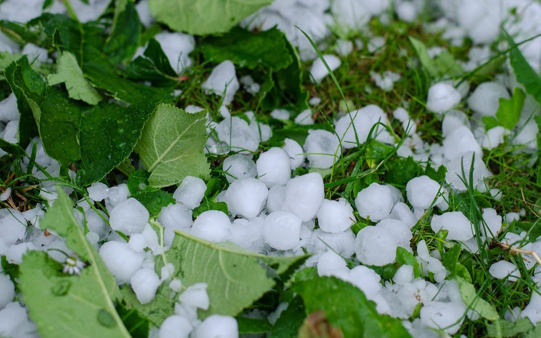 Mantova, assessore Agricoltura 19 milioni di danni a strutture agricole – www.lombardianotizie.online