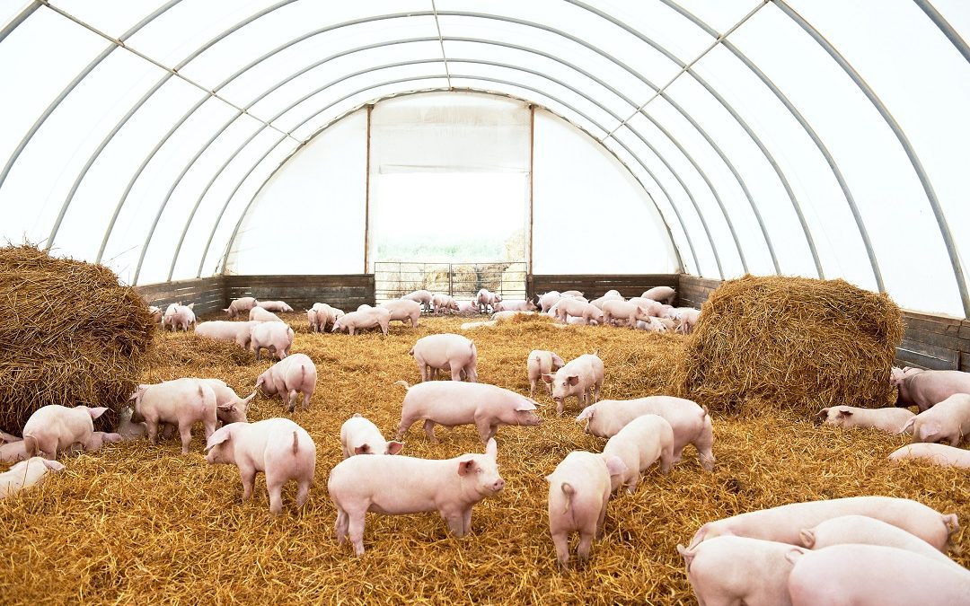 serve unità filiera e lavoro a indice nazionale prezzi – www.lombardianotizie.online