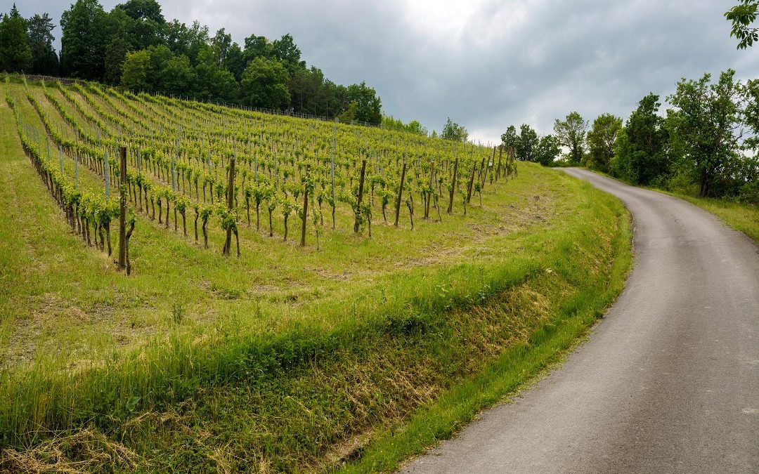 Oltrepò Pavese. Giunta regionale approva taglio delle rese – www.lombardianotizie.online