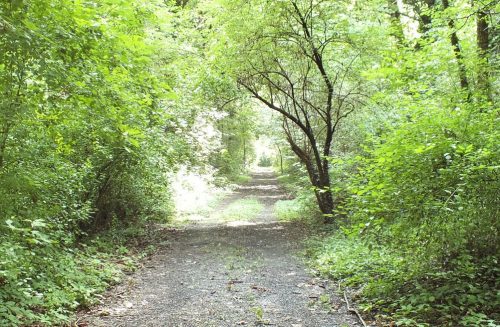 Arresti per droga in Parco Groane dopo accordo con Regione – www.lombardianotizie.online