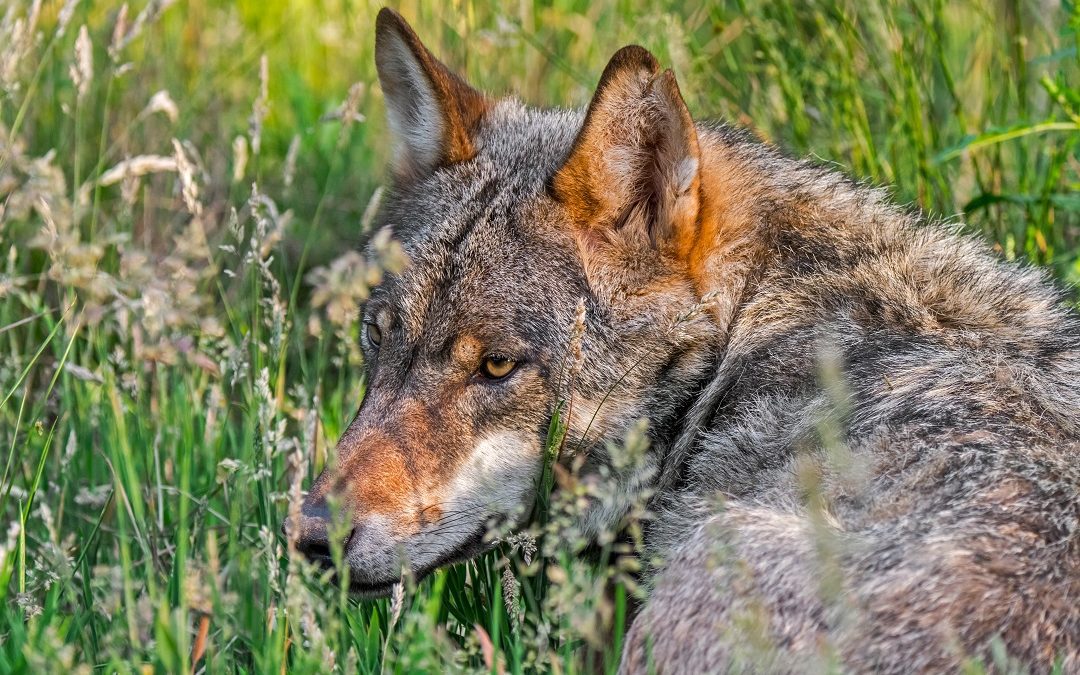 Presenza lupi tutela zootecnia, l’obiettivo Regione è favorire coesistenza – www.lombardianotizie.online