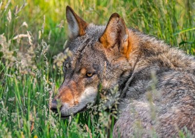 Presenza lupi tutela zootecnia, l’obiettivo Regione è favorire coesistenza – www.lombardianotizie.online