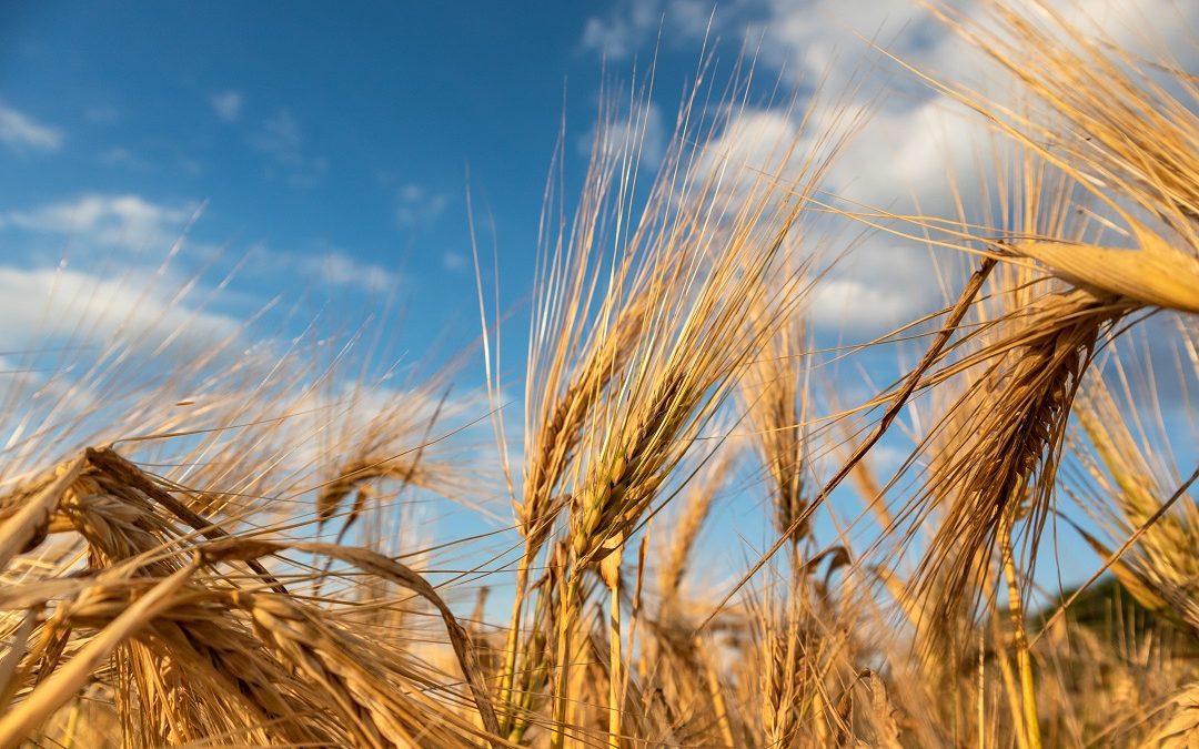 da Psr 20 milioni per Gruppi di azione locale (Gal) in biennio 21/22 – www.lombardianotizie.online