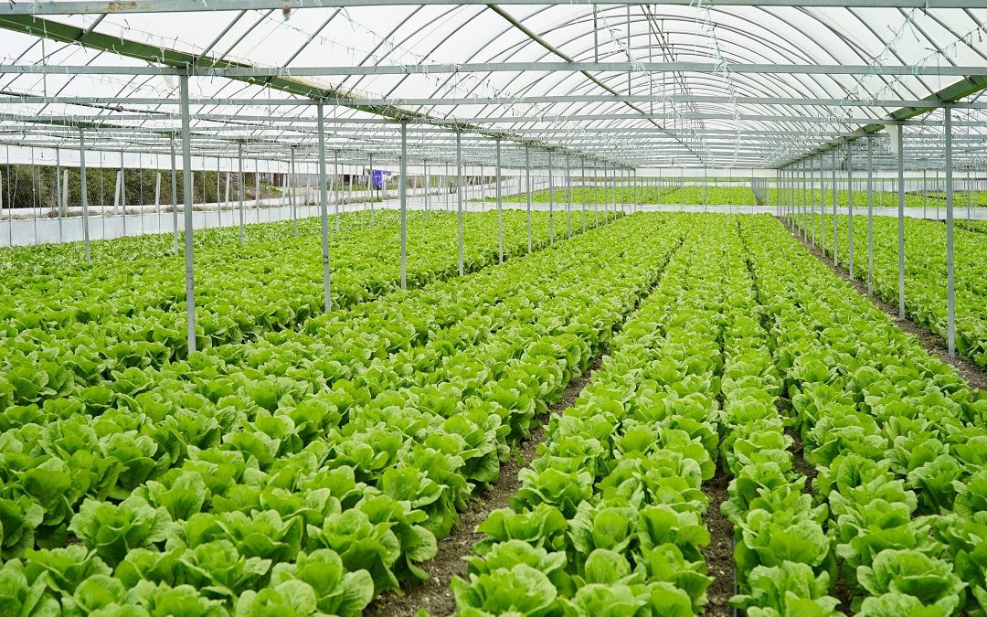 Nostra legge agricoltura urbana favorirà le aziende – www.lombardianotizie.online