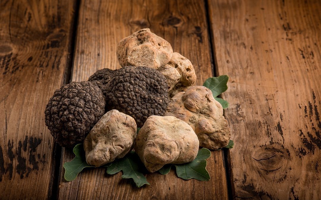 Tartufo lombardo entra nella lista del patrimonio immateriale Unesco – Lombardia Notizie Online – www.lombardianotizie.online