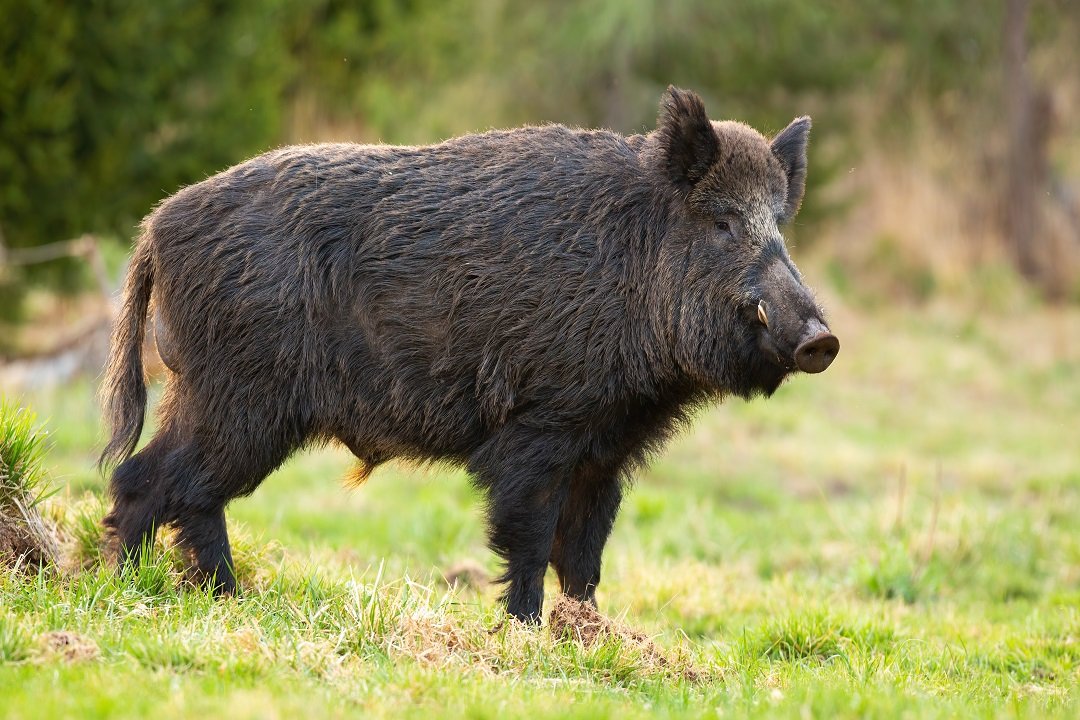 cinghiale-2022.jpg