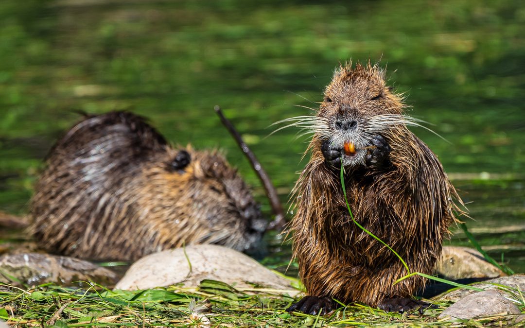 Nutrie, nuova legge stanzia 500.000 euro per contenimento ed eradicazione – Lombardia Notizie Online – www.lombardianotizie.online