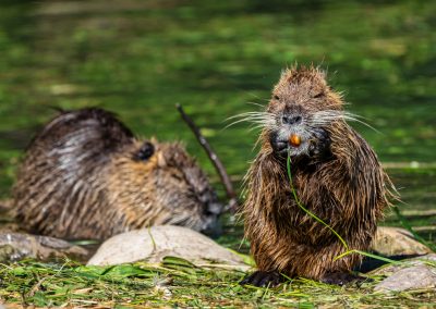 Nutrie, nuova legge stanzia 500.000 euro per contenimento ed eradicazione – Lombardia Notizie Online – www.lombardianotizie.online