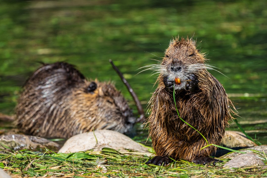 Due-Nutrie.jpg