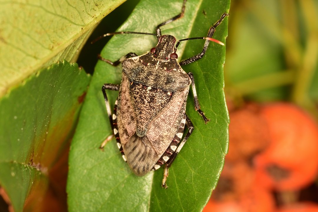 cimice-asiatica.jpg