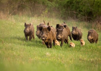Funa selvatica problema per agricoltura – Lombardia Notizie Online – www.lombardianotizie.online