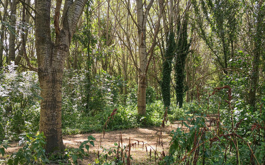 Biodiversità, bando da 3.5 milioni per salvare specie animali e ecosistemi – Lombardia Notizie Online – www.lombardianotizie.online