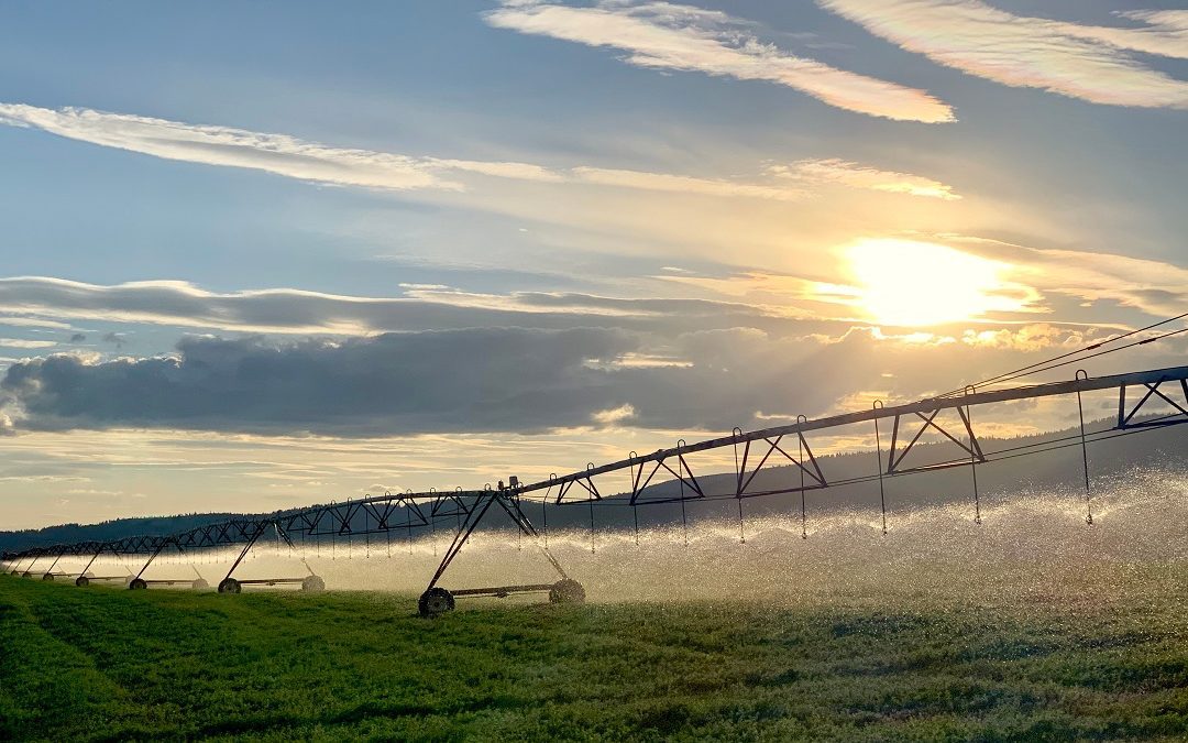 Agricoltura, 58,5 milioni per pratiche green, una liquidità straordinaria – Lombardia Notizie Online – www.lombardianotizie.online