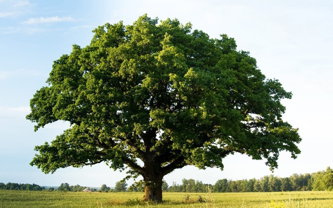‘Piantalalì’, un corridoio di alberi da Milano Cadorna a Malpensa – Lombardia Notizie Online – www.lombardianotizie.online
