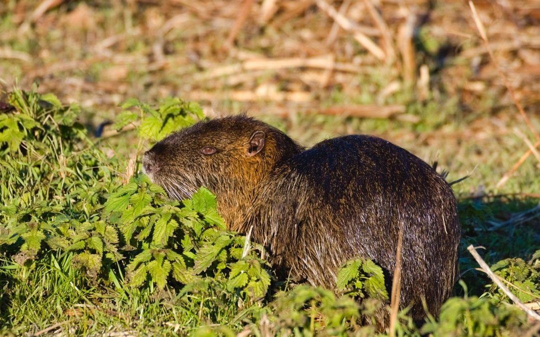 Nutrie, 100.000 euro per il loro contenimento grazie a ditte specializzate – Lombardia Notizie Online – www.lombardianotizie.online