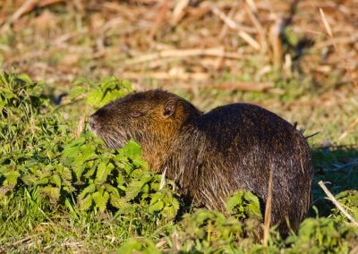 Nutrie, 100.000 euro per il loro contenimento grazie a ditte specializzate – Lombardia Notizie Online – www.lombardianotizie.online