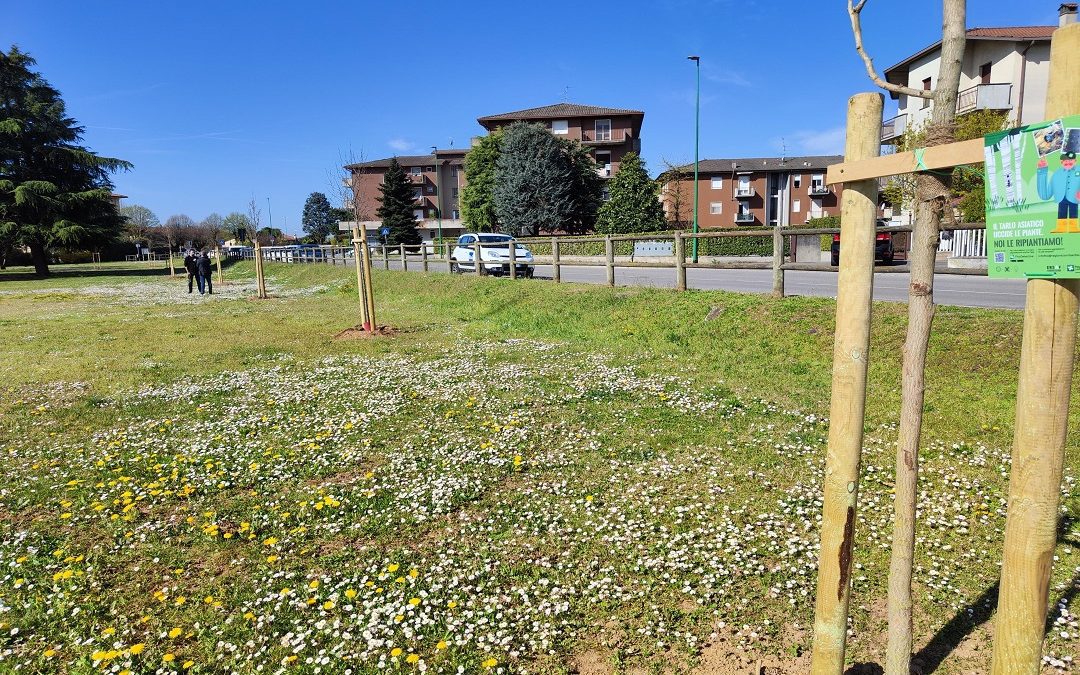 Tarlo asiatico, ripiantati 165 alberi dopo infestazione a Ghisalba/BG – Lombardia Notizie Online – www.lombardianotizie.online