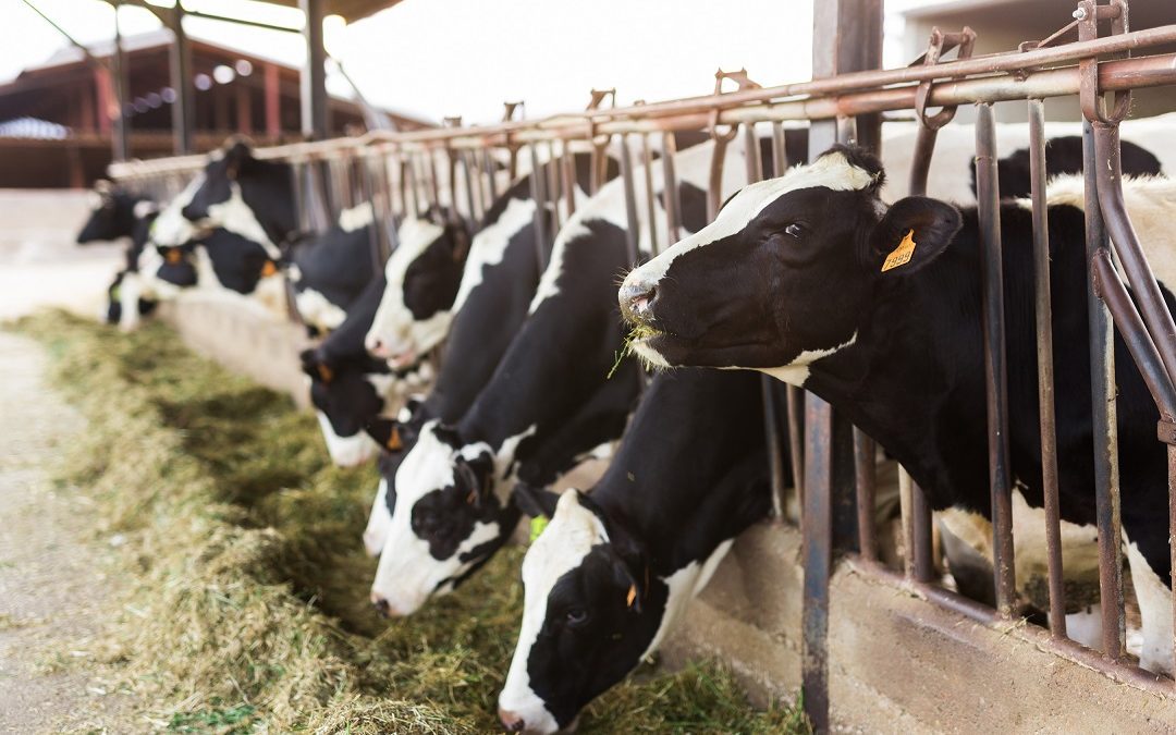 No a burocrazia e a carne sintetica – Lombardia Notizie Online – www.lombardianotizie.online