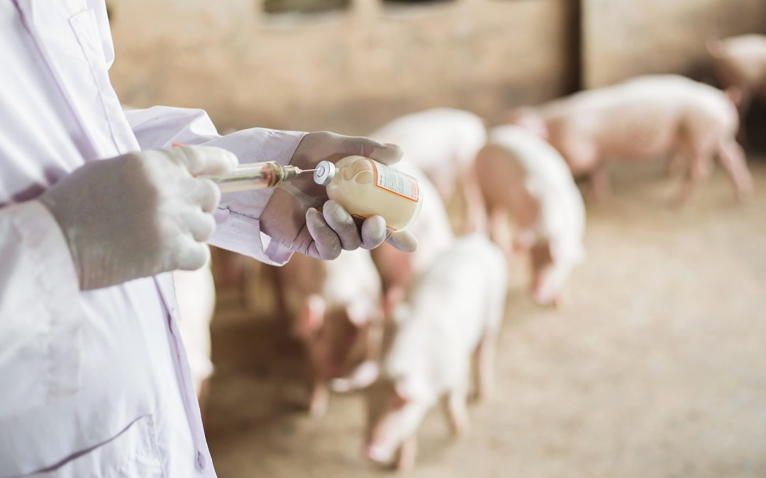 Antibiotici in zootecnia, consumi ridotti del 50% in Lombardia – www.lombardianotizie.online
