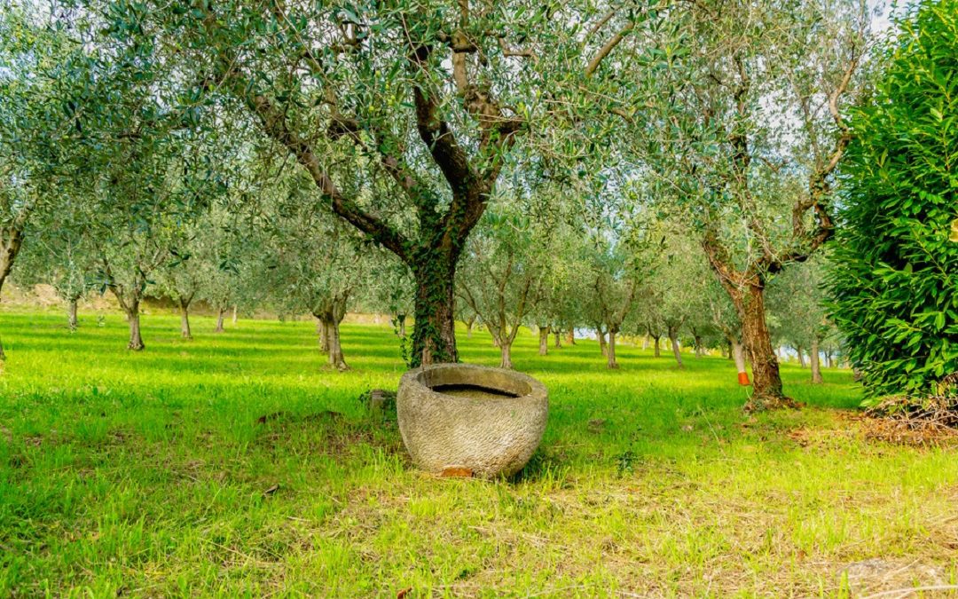 Olio extra vergine di oliva Lombardia, firmata intesa – www.lombardianotizie.online