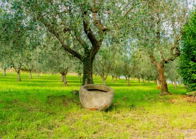 Olio extra vergine di oliva Lombardia, firmata intesa – www.lombardianotizie.online