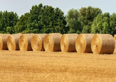 Innovazione chiave di volta per più produttività in agricoltura Lombardia – www.lombardianotizie.online