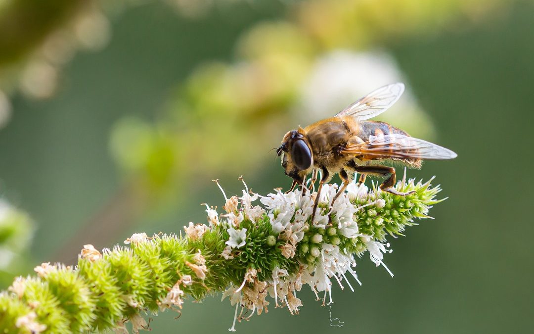 Giornata Mondiale biodiversità 2022 a Palazzo Lombardia – www.lombardianotizie.online