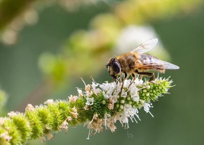 Giornata Mondiale biodiversità 2022 a Palazzo Lombardia – www.lombardianotizie.online