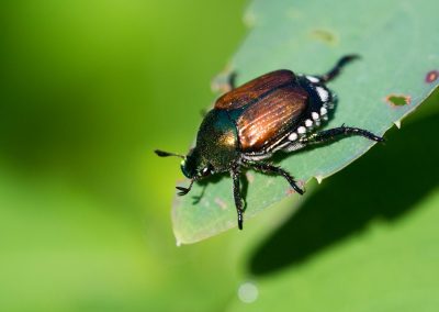 Sistemi verdi, al via piano di controllo della Popillia Japonica – www.lombardianotizie.online