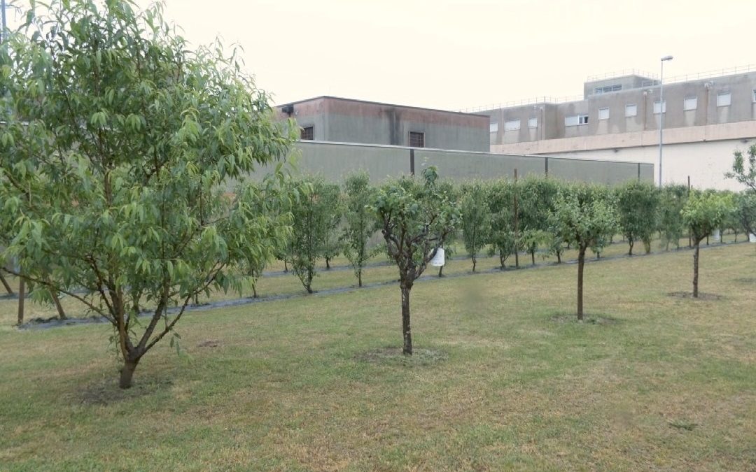 Frutteto carcere Monza, inaugurazione con presidente Regione Lombardia – www.lombardianotizie.online