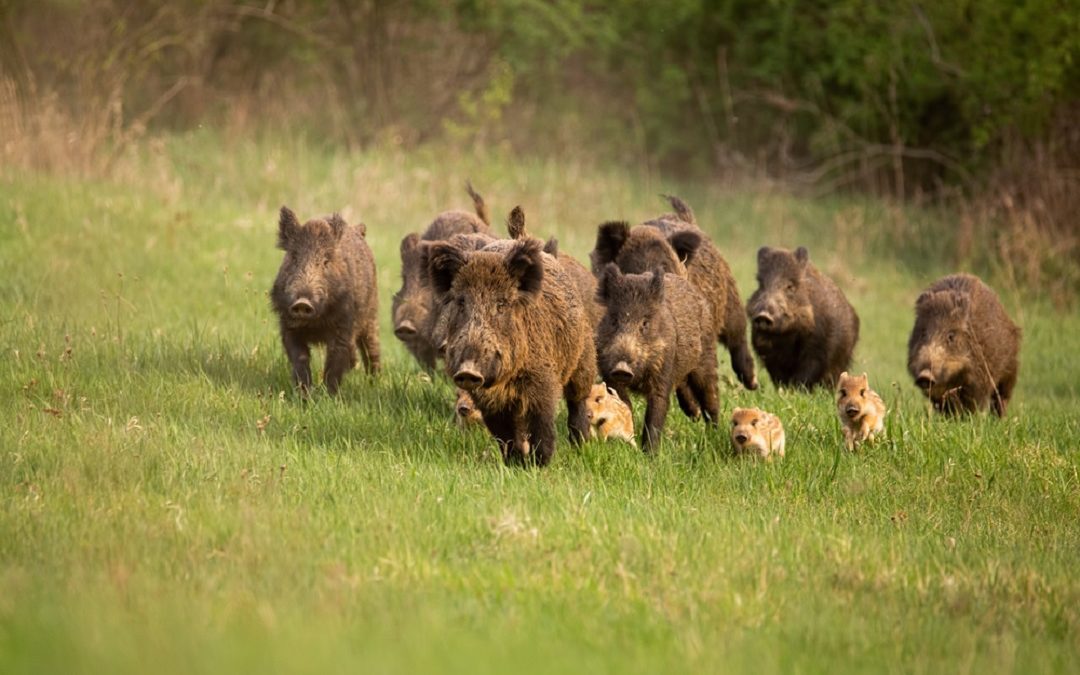 Peste suina africana, la Lombardia vara piano per ridurre cinghiali – www.lombardianotizie.online