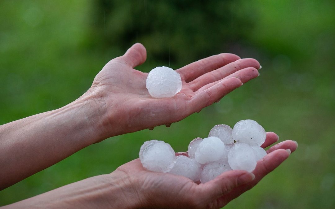 Agricoltura, pronta la richiesta dello stato di calamità per le grandinate – www.lombardianotizie.online