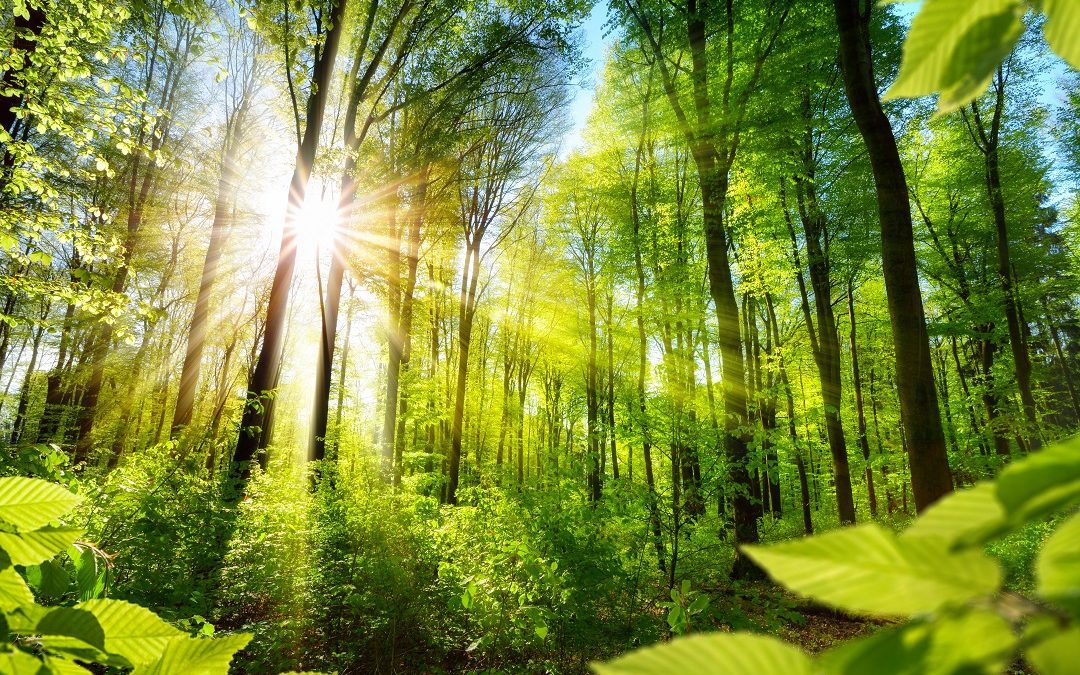 Consorzi forestali, Lombardia mette a disposizione 740.000 euro per l’avvio – www.lombardianotizie.online