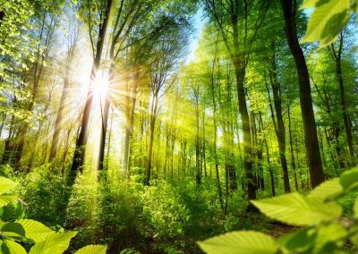 Consorzi forestali, Lombardia mette a disposizione 740.000 euro per l’avvio – www.lombardianotizie.online