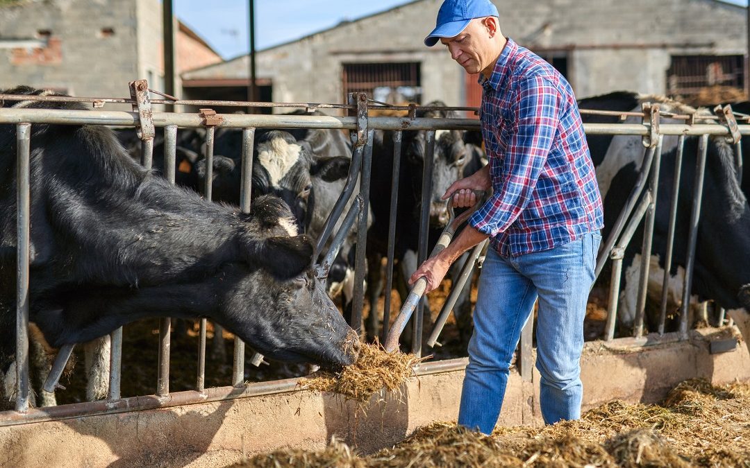Zootecnia lombarda è il vero pilastro per le DOP del Made in Italy – www.lombardianotizie.online