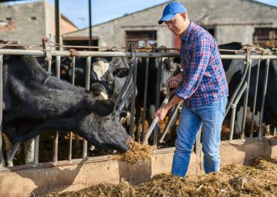 Zootecnia lombarda è il vero pilastro per le DOP del Made in Italy – www.lombardianotizie.online