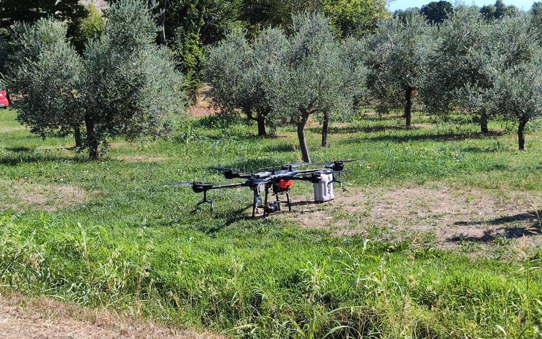 Lombardia prima a usare il drone nelle coltivazioni, il test in un uliveto – www.lombardianotizie.online