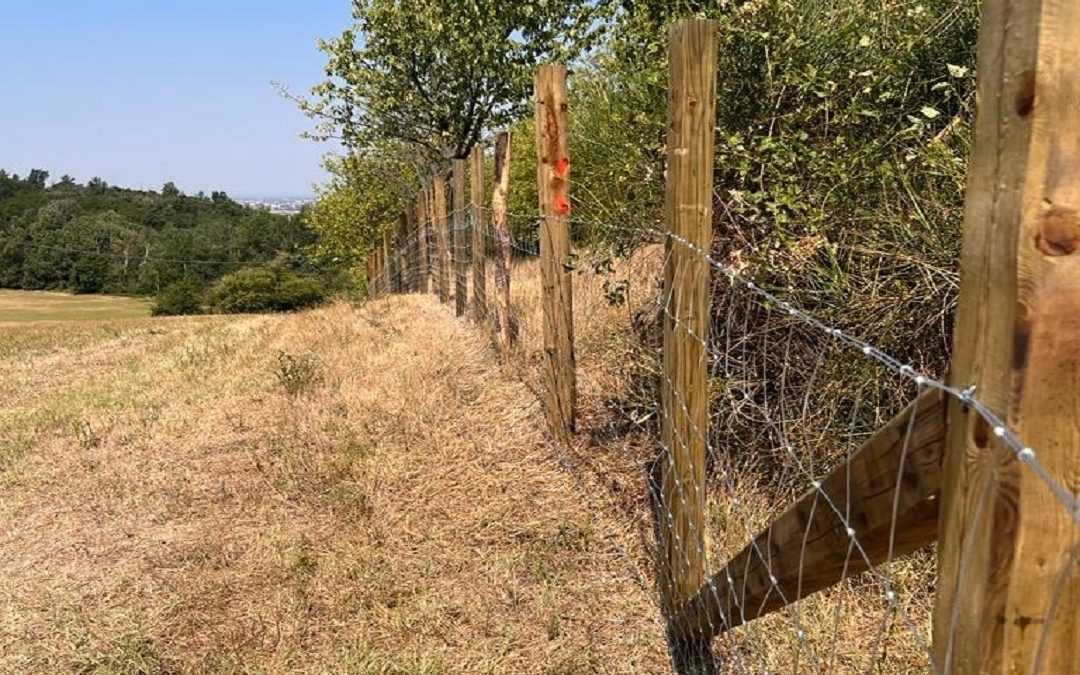 Peste suina, una nuova barriera anti cinghiali tra Lombardia e Piemonte – www.lombardianotizie.online