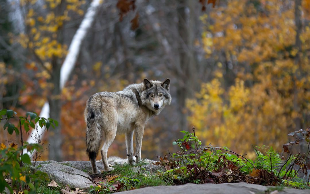 In campo unità cinofila antiveleno, accordo salverà fauna – www.lombardianotizie.online