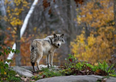 In campo unità cinofila antiveleno, accordo salverà fauna – www.lombardianotizie.online