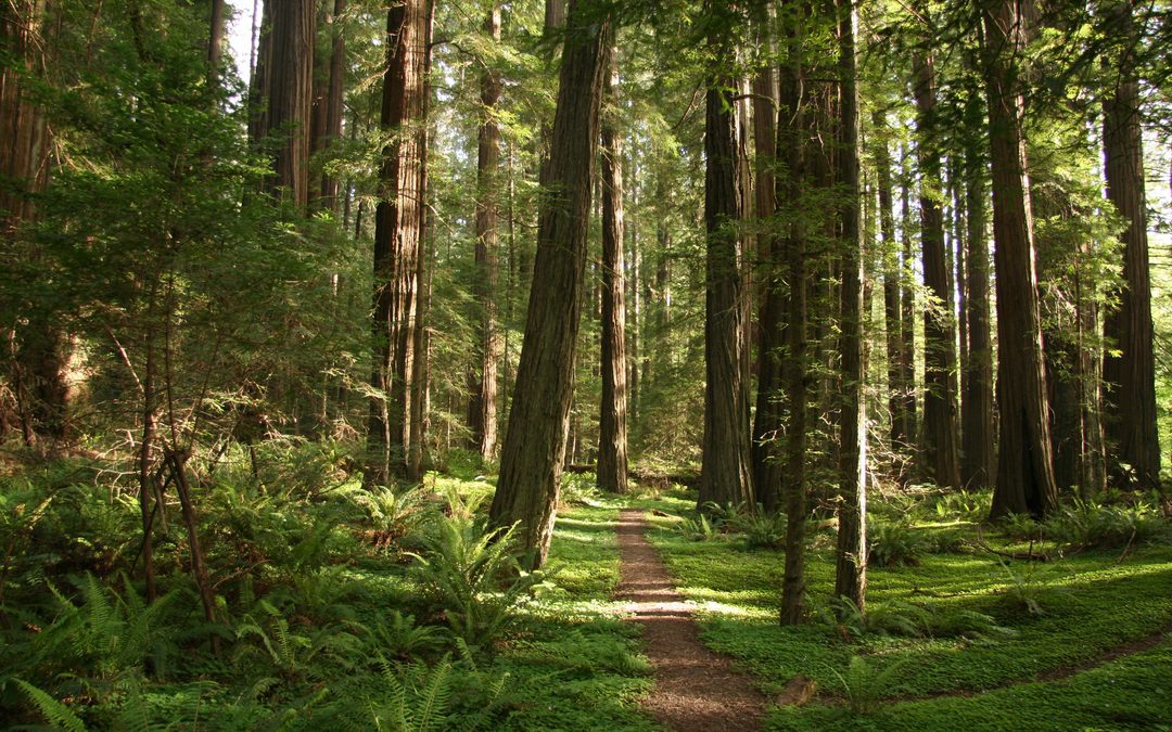 Nuovi consorzi forestali, domande per il bando fino al 7 ottobre – www.lombardianotizie.online