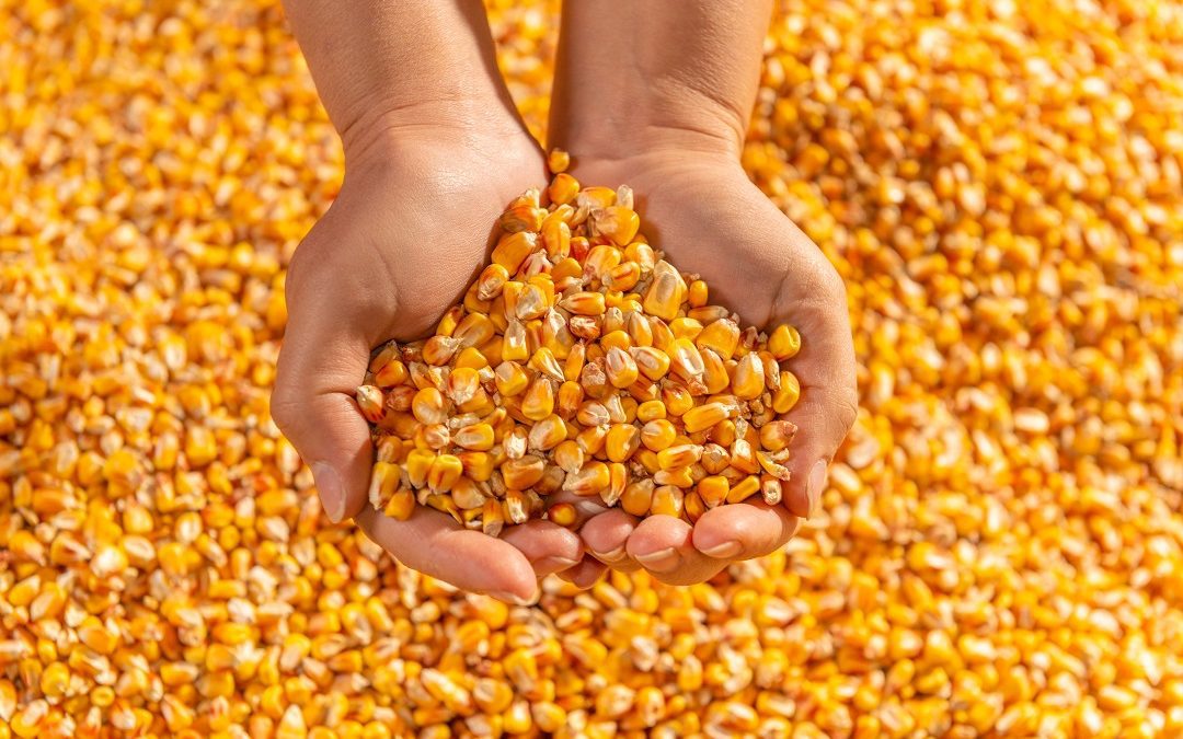 Regione Lombardia condivide e sostiene l’appello della filiera cerealicola – www.lombardianotizie.online