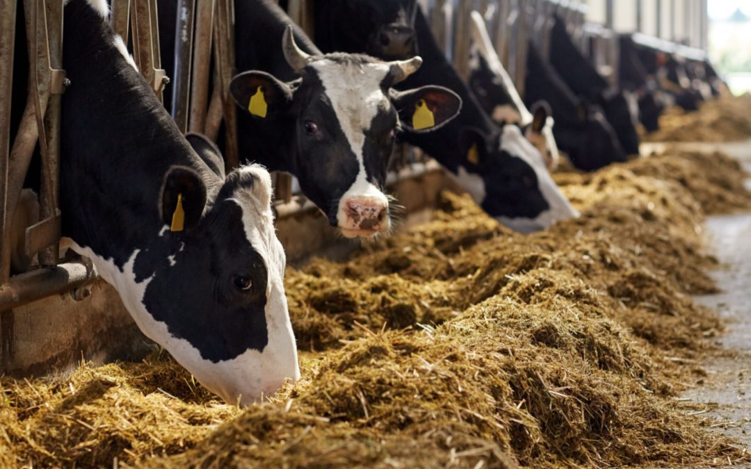 Bonus Ecommerce Agricoltura Crediti d’imposta fino a 50.000 euro